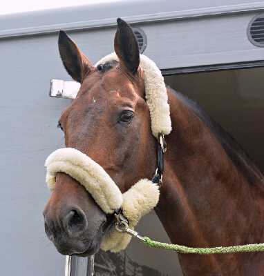Equine & Animal Transport  