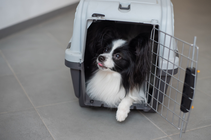Pets can be shipped by air too!