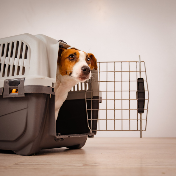 Air Cargo Pet Travel Requirements: What You Need to Know